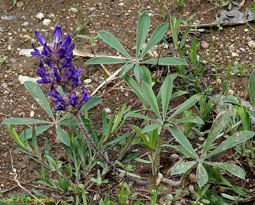 {Pediomelum subacaule}